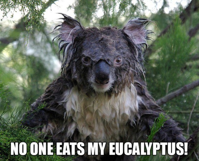 Коала не делится своим эвкалиптом