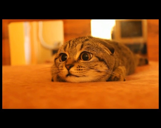 Что с котом?