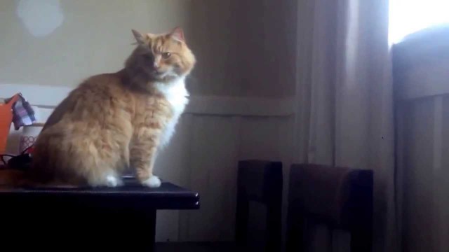 Котик очень сильно обленился!