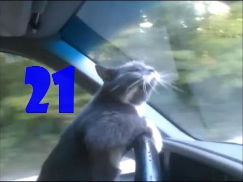 Смешные кошки. Выпуск #20 и Выпуск #21