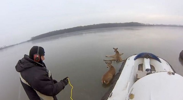 Отец и сын спасли оленей на льду