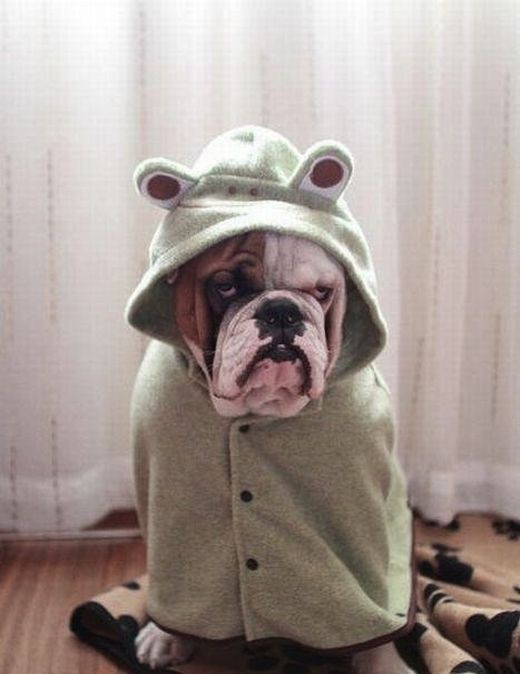 Ох уж эти милые зверушки.