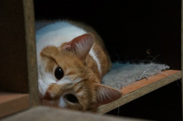 Котеночек