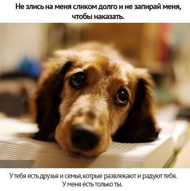 Берегите своих питомцев