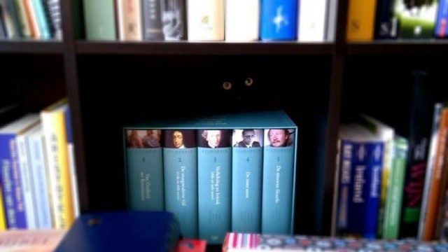 Пушистый брат следит за тобой