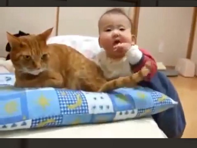 Кот и Ребенок! Стальные нервы!