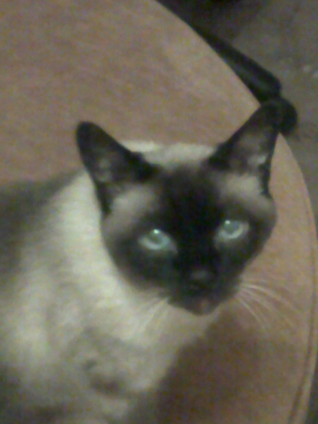 1 марта Всемирный день кошек))))