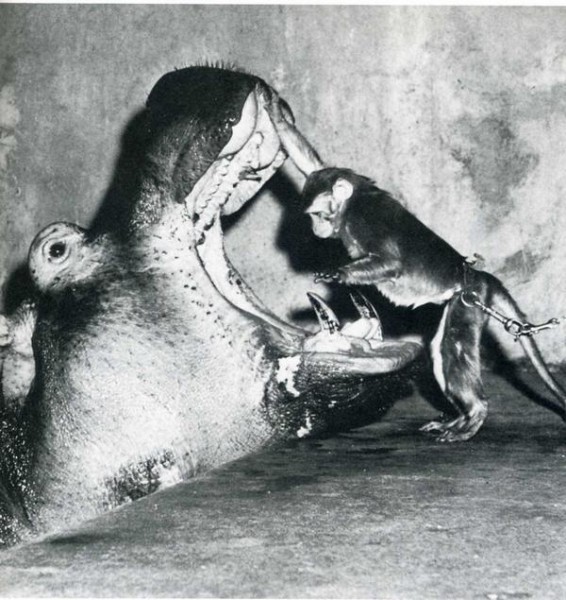 Старые фото с юмором… 