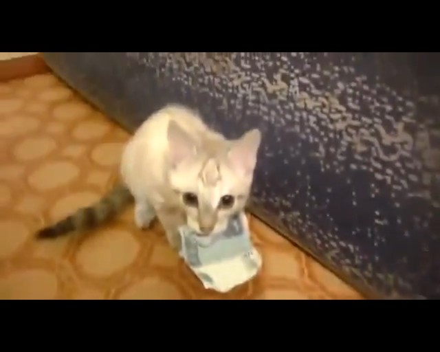 Кот украл деньги! 