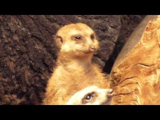 Утро понедельника. Суриката поставили в дозор