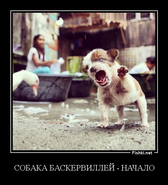 Демотиваторы