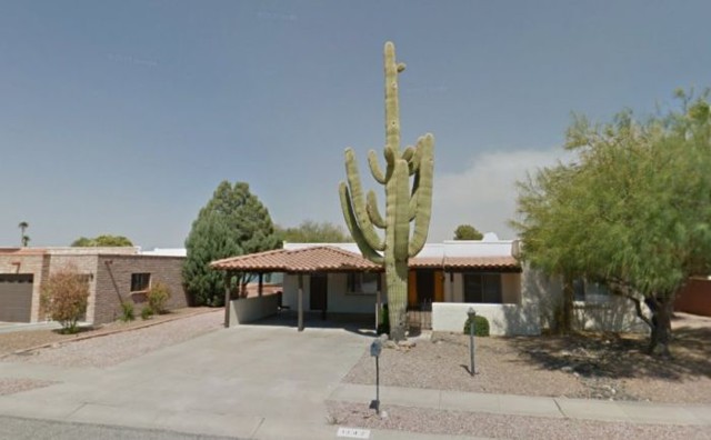 Зря не захотел спилить кактус 