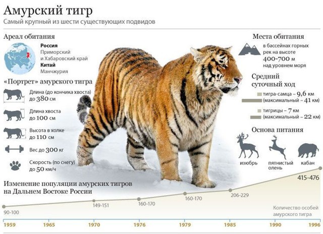  Как спасают Амурского тигра