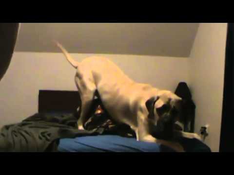 Собака отстаивает право на кровать! 