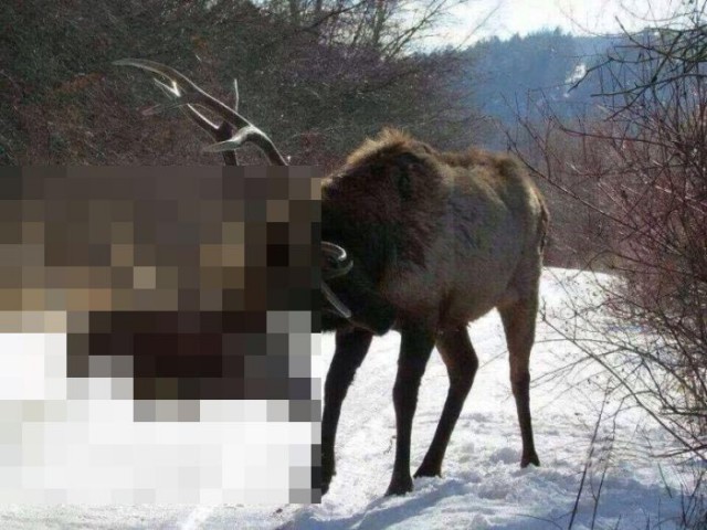 Неожиданный финал битвы за самку