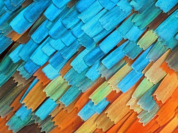 Чешуйки на крыльях бабочки