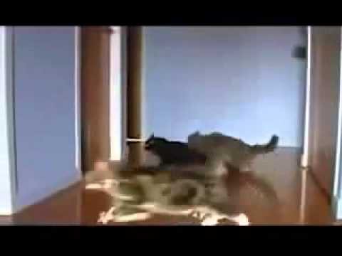 Гоняющие кошки 