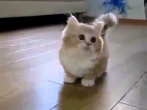 Коротконогий котэ 