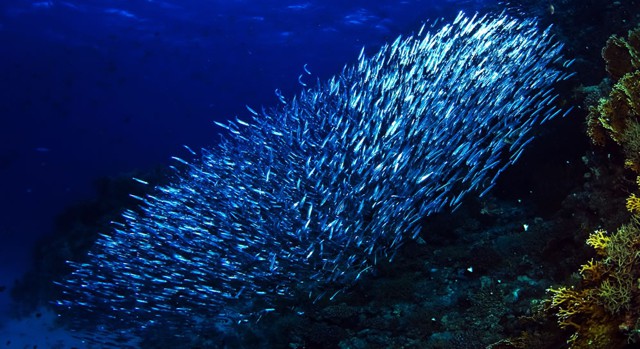 Подводные фотографии Вячеслава Плотникова