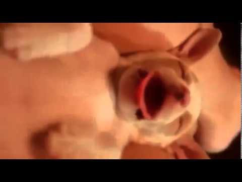 Смешной прикол Проснись Собаченок 