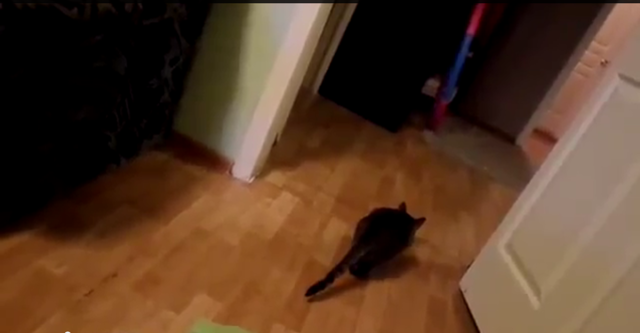 Котопес. Кошка приносит крышку 