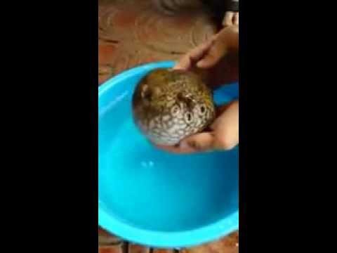 Защитная реакция рыбы фугу 
