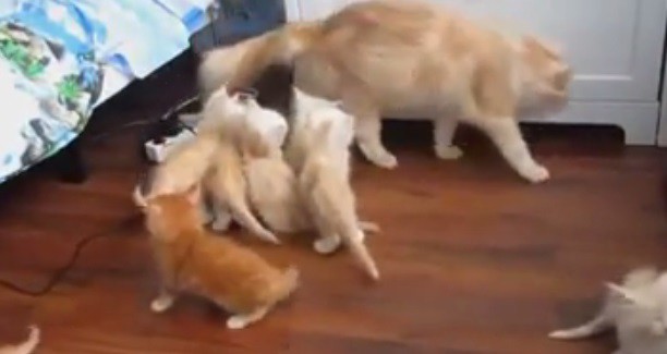 Подборка приколов с котами