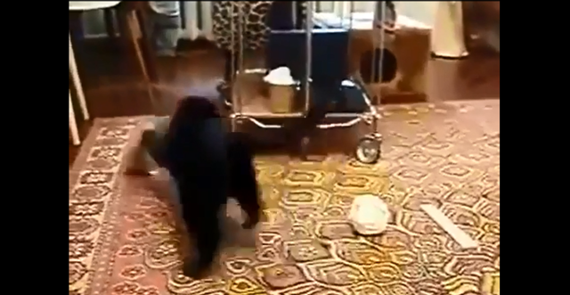 Маленький хищник жжет 