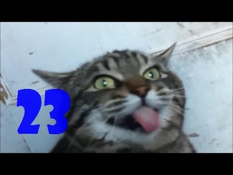 Смешные кошки. Выпуск #22 и Выпуск #23
