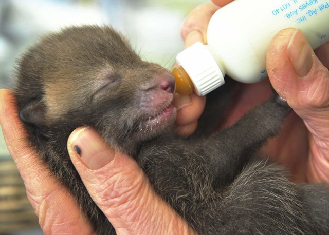 Спасение лисенка