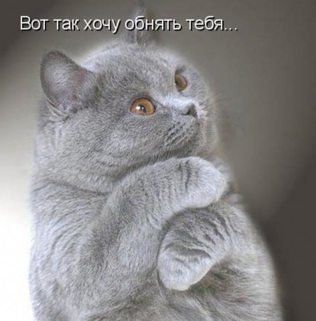 Пушистые объятия