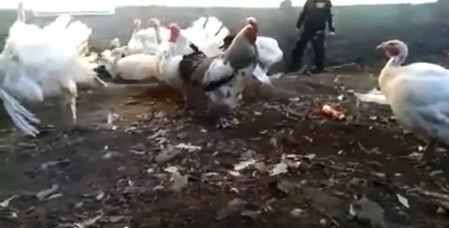 Мальчик напугал индюка 