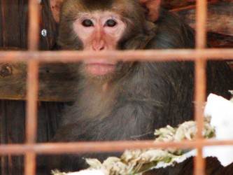 Ученые 18 лет ждали, когда обезьяна изменит партнеру