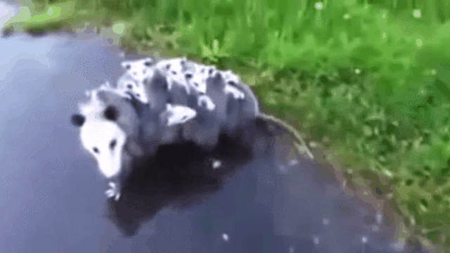 Мама Опоссум тащит своих детей