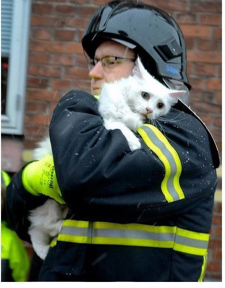 Коты, спасённые пожарными