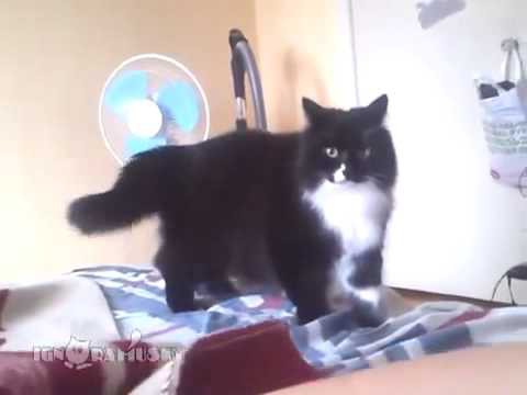 Реакция кота на пальцы 