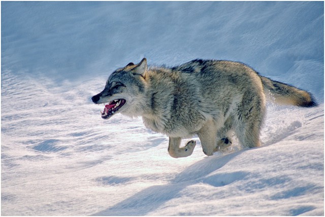 Человечнее нас звери