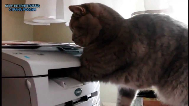 Смешные животные