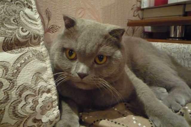 Делаем домик для кота своими руками 