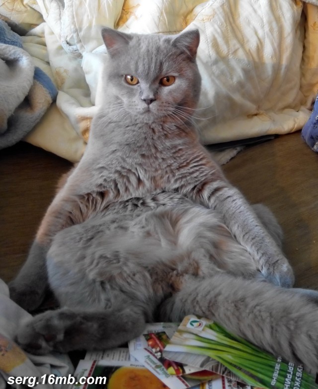 Тимофей кот