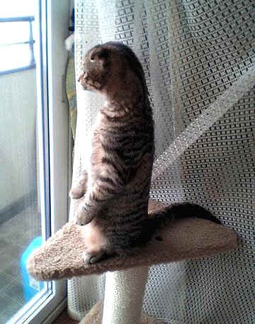 Прикольный фокус с появлением котэ из ниоткуда 