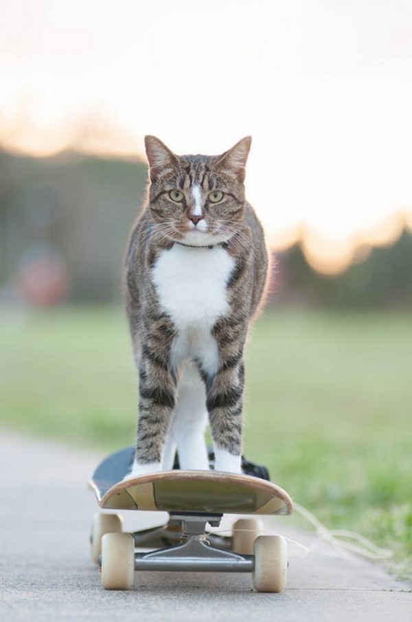 Кот на скейтборде