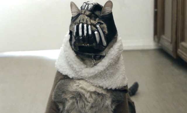 Кот - темный рыцарь