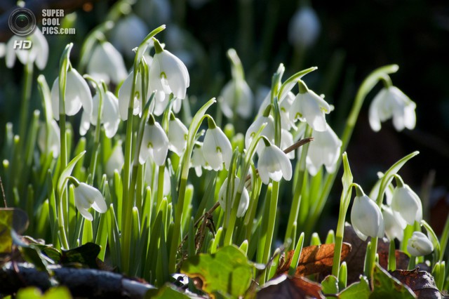 Цветы весны