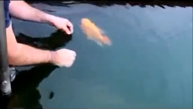 Ручная золотая рыбка 