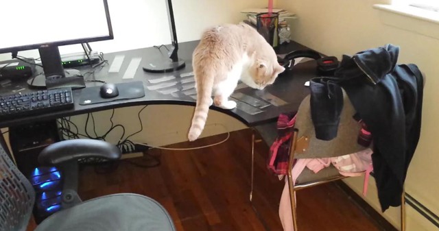 Как отучить кота лазить по столу?
