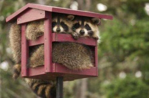 Прикольные картинки к 1 апреля