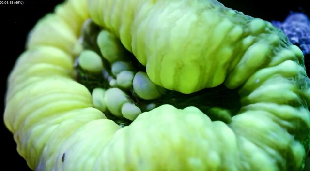 Девять месяцев за три минуты