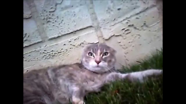 Драка котов снятая от" первого лица"