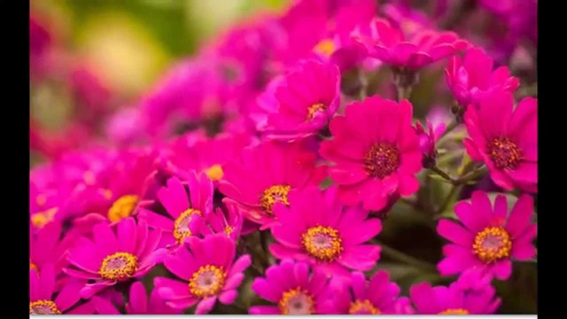 Детям мороженое, бабе цветы!